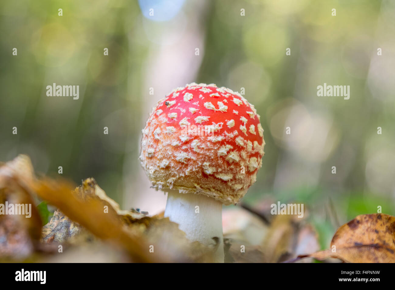 Fungo Amanita nella foresta Foto Stock
