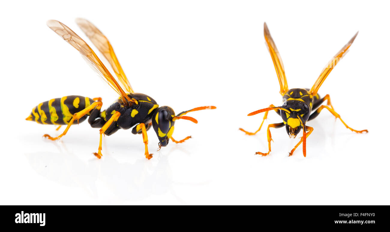 Wasp isolati su sfondo bianco Foto Stock
