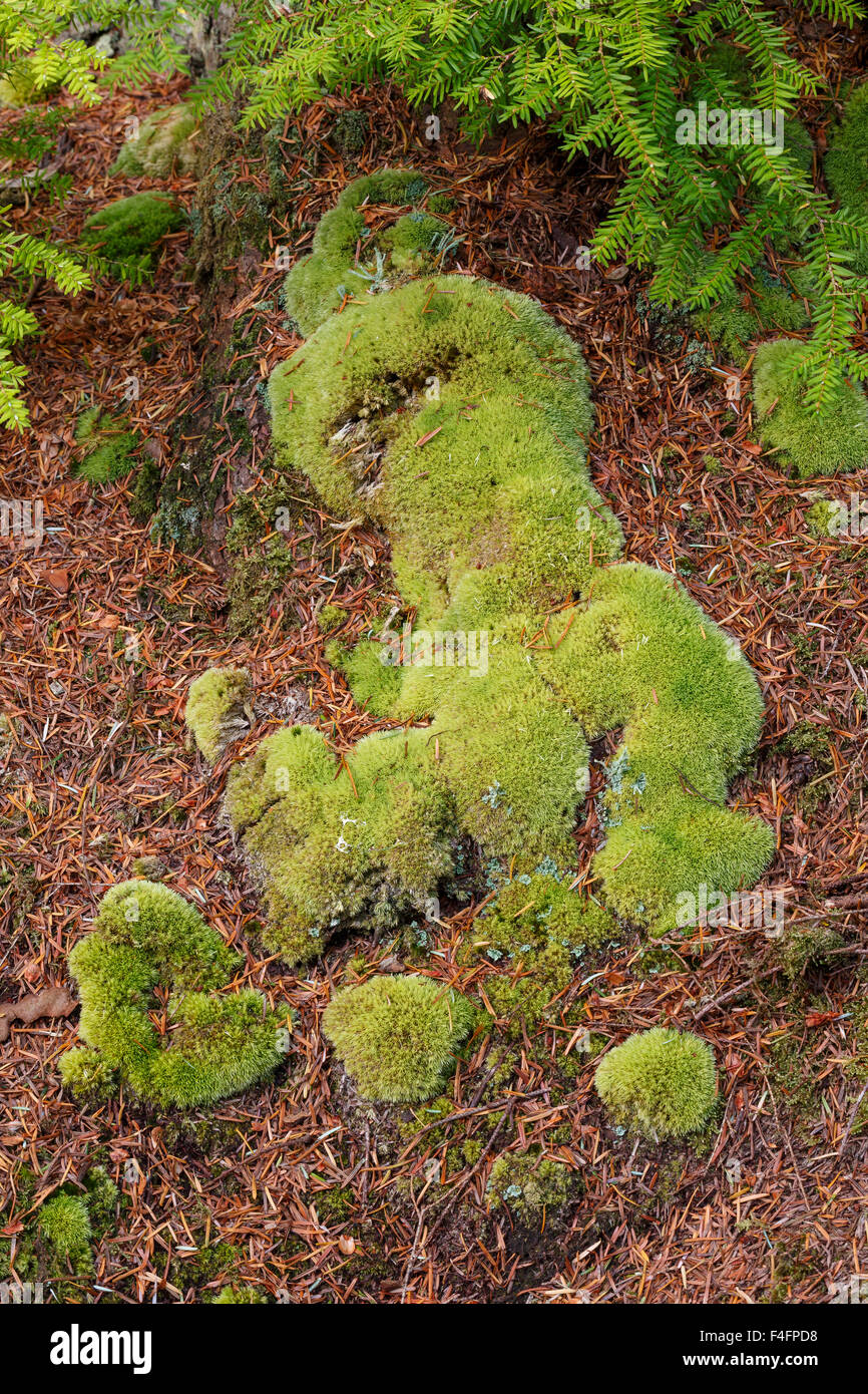 Large White-moss, Leudobryum glaucum, cresce sotto conifere. Parco Nazionale di Snowdonia, il Galles del Nord Foto Stock