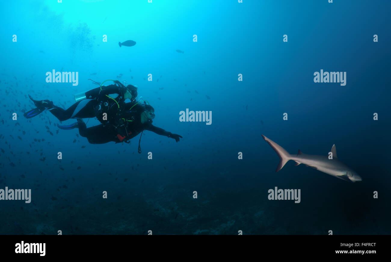 Coppia giovane sub nuota e mostra un Grey Reef shark (Carcharhinus amblyrhynchos), Oceano Indiano, Maldive Foto Stock