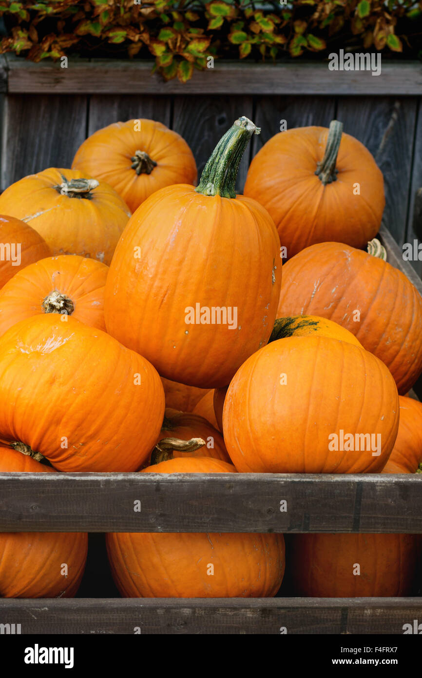 Raccolto autunnale di zucche in grandi scatole di legno sulla strada del mercato. Foto Stock