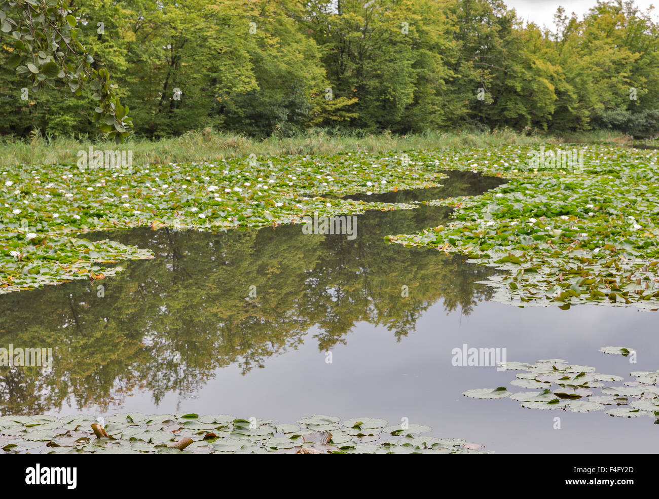 Autunno stagno con white water lilies Foto Stock