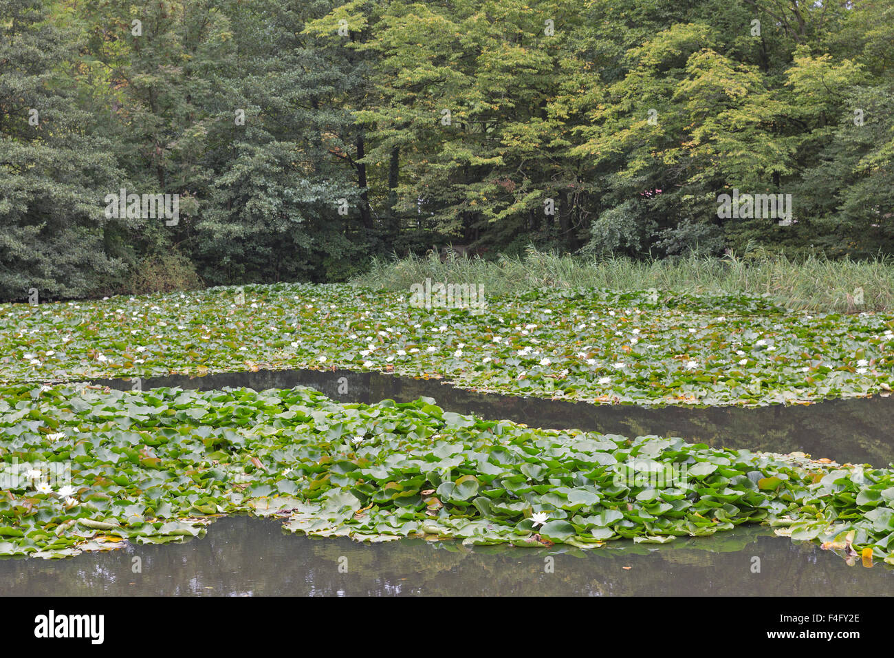 Autunno stagno con white water lilies Foto Stock