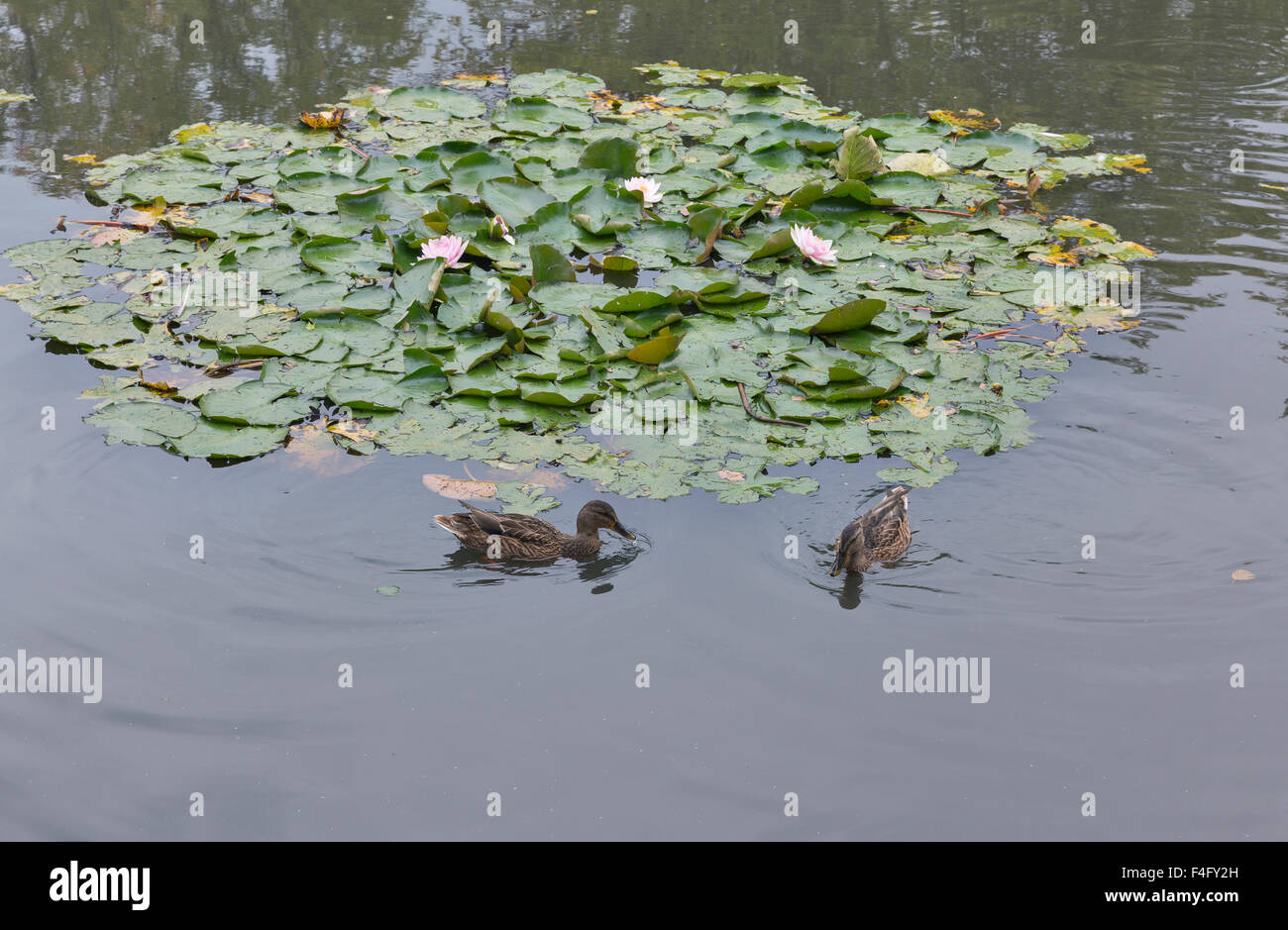 Anatra selvatica fluttuante nel laghetto con ninfee closeup Foto Stock