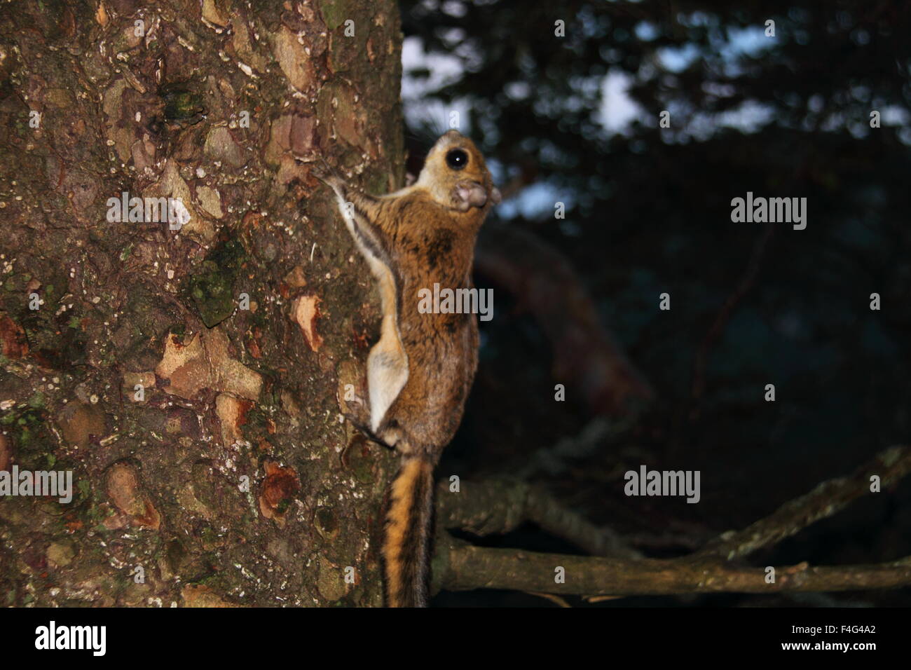 Nana giapponese scoiattolo battenti (Pteromys momonga) in Giappone Foto Stock