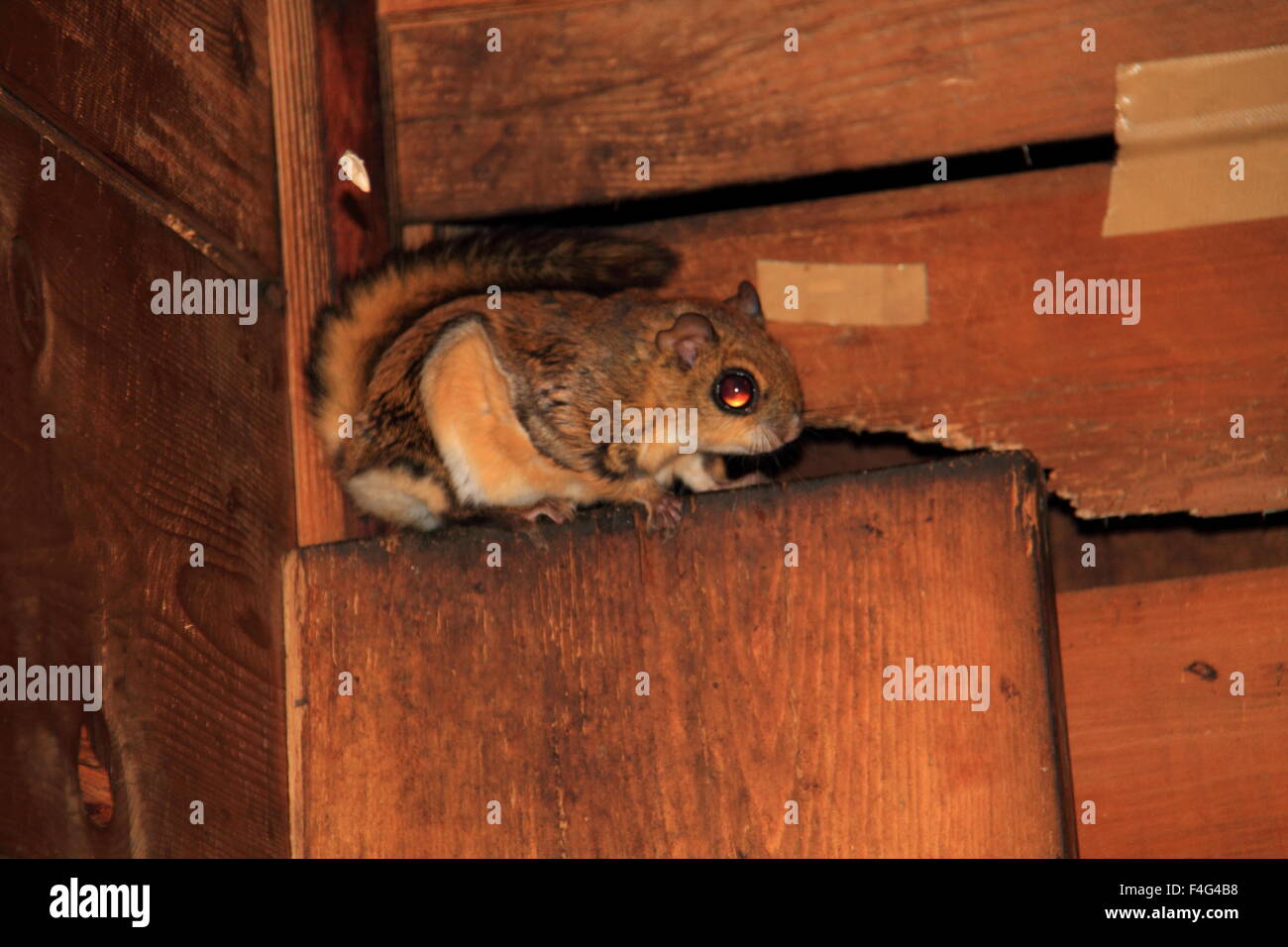 Nana giapponese scoiattolo battenti (Pteromys momonga) in Giappone Foto Stock
