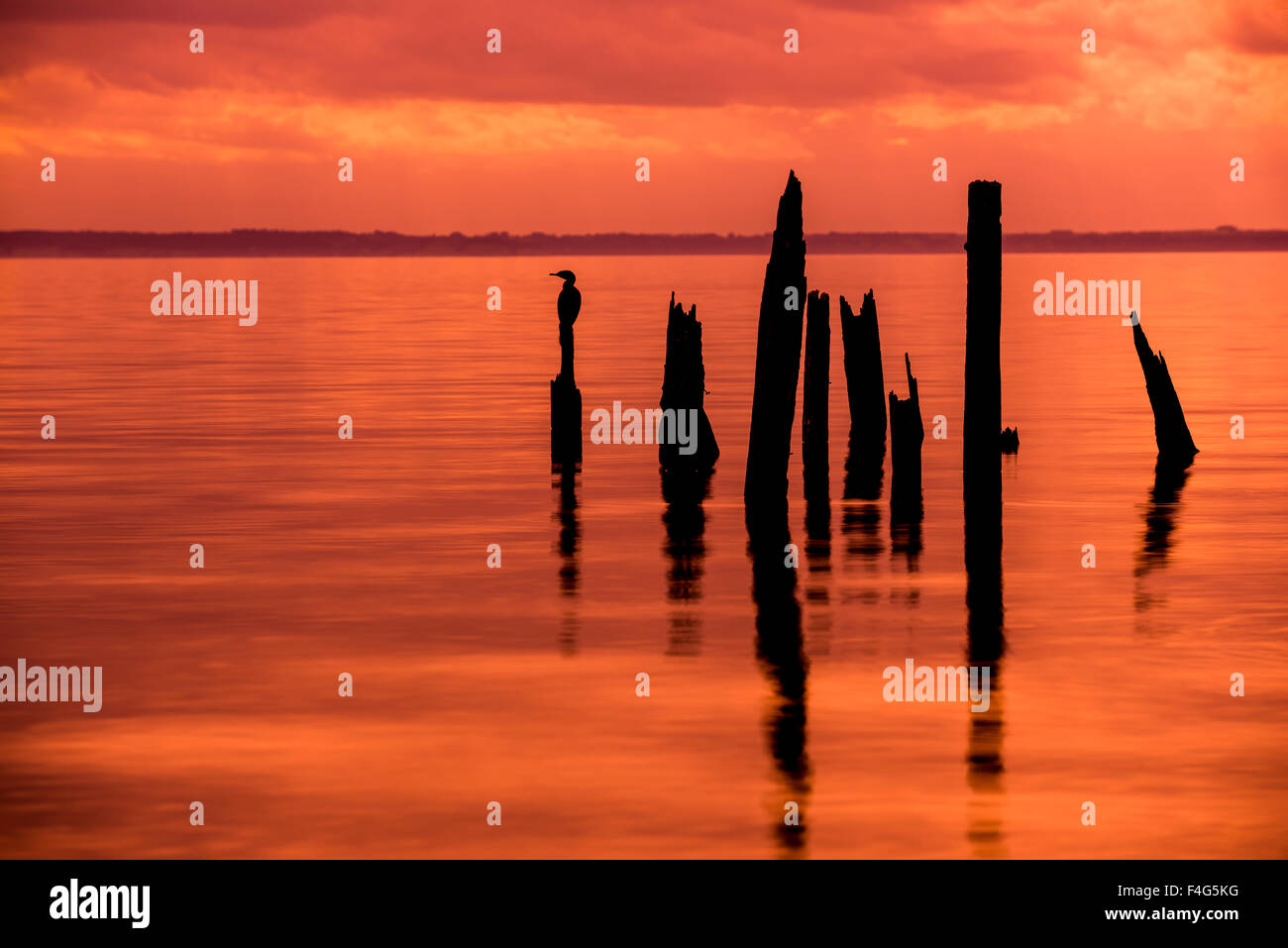 Uccelli nel Lago Llanquihue, la regione dei laghi, Cile Foto Stock