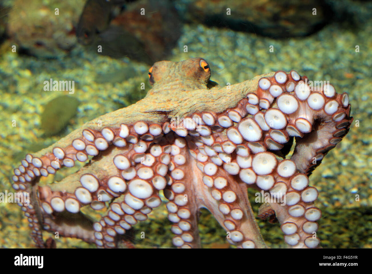 Polpo (Octopus vulgaris) in Giappone Foto Stock