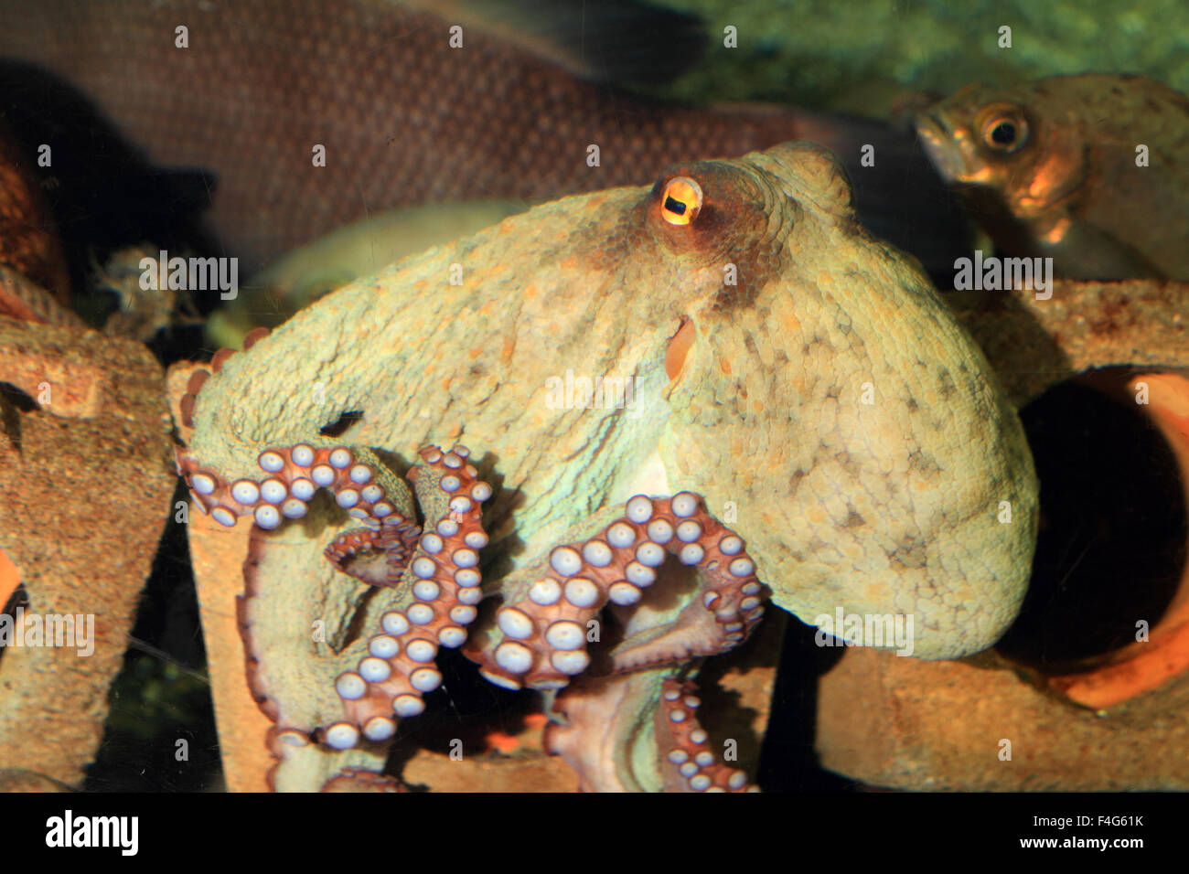 Polpo (Octopus vulgaris) in Giappone Foto Stock