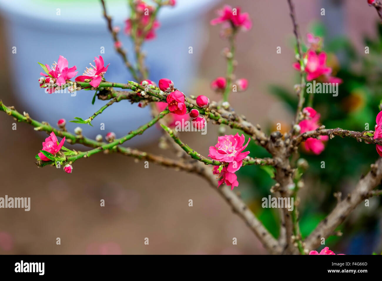 Lo spettacolo delle orchidee in fiore ai giardini botanici di New York