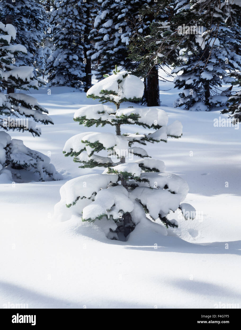 California, Sierra Nevada, Inyo National Forest, coperta di neve Abete rosso (Abies magnifica). (Grandi dimensioni formato disponibile) Foto Stock