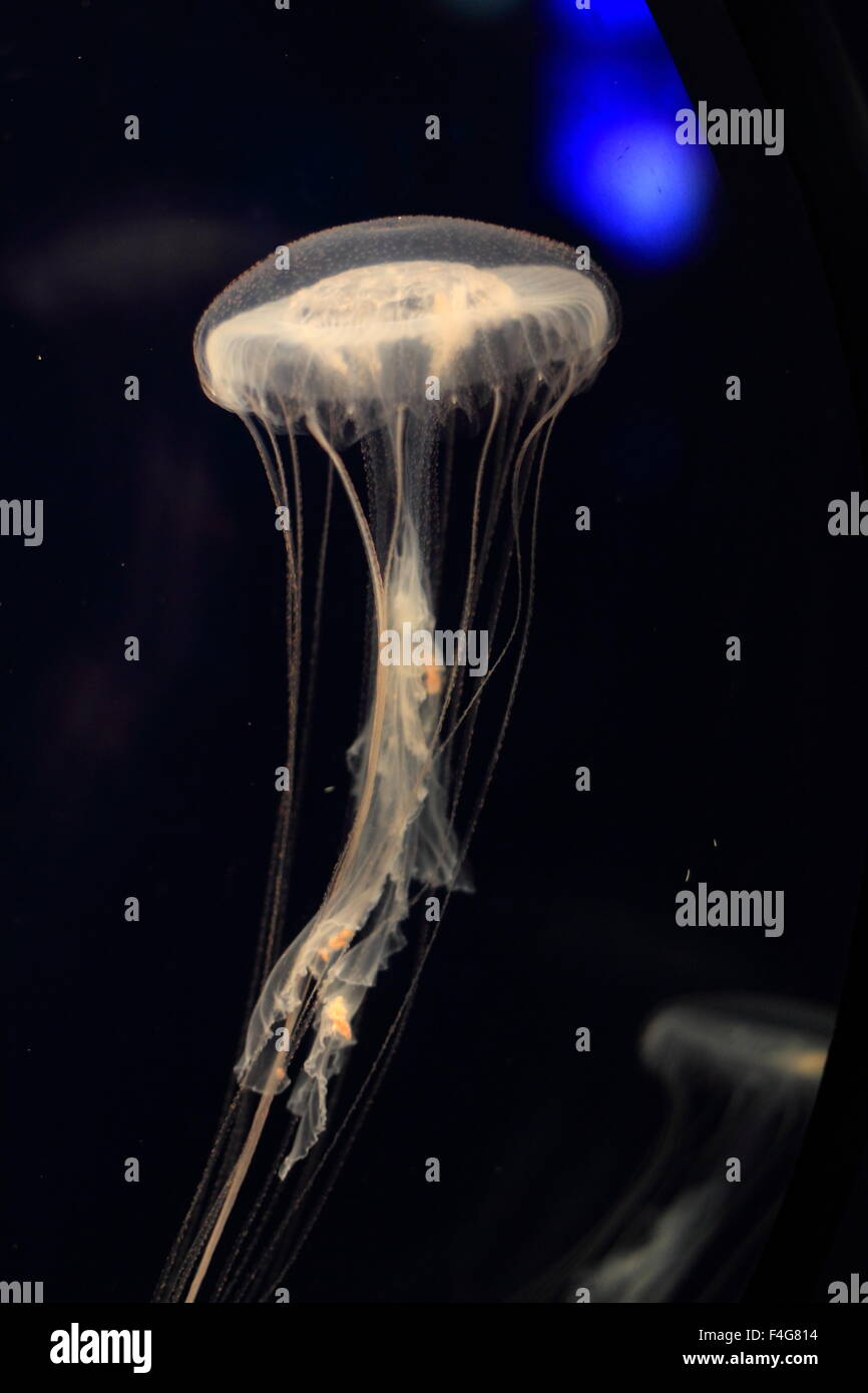 Oceano atlantico ortica medusa (Chrysaora quinquecirrha) nuoto su uno sfondo nero Foto Stock