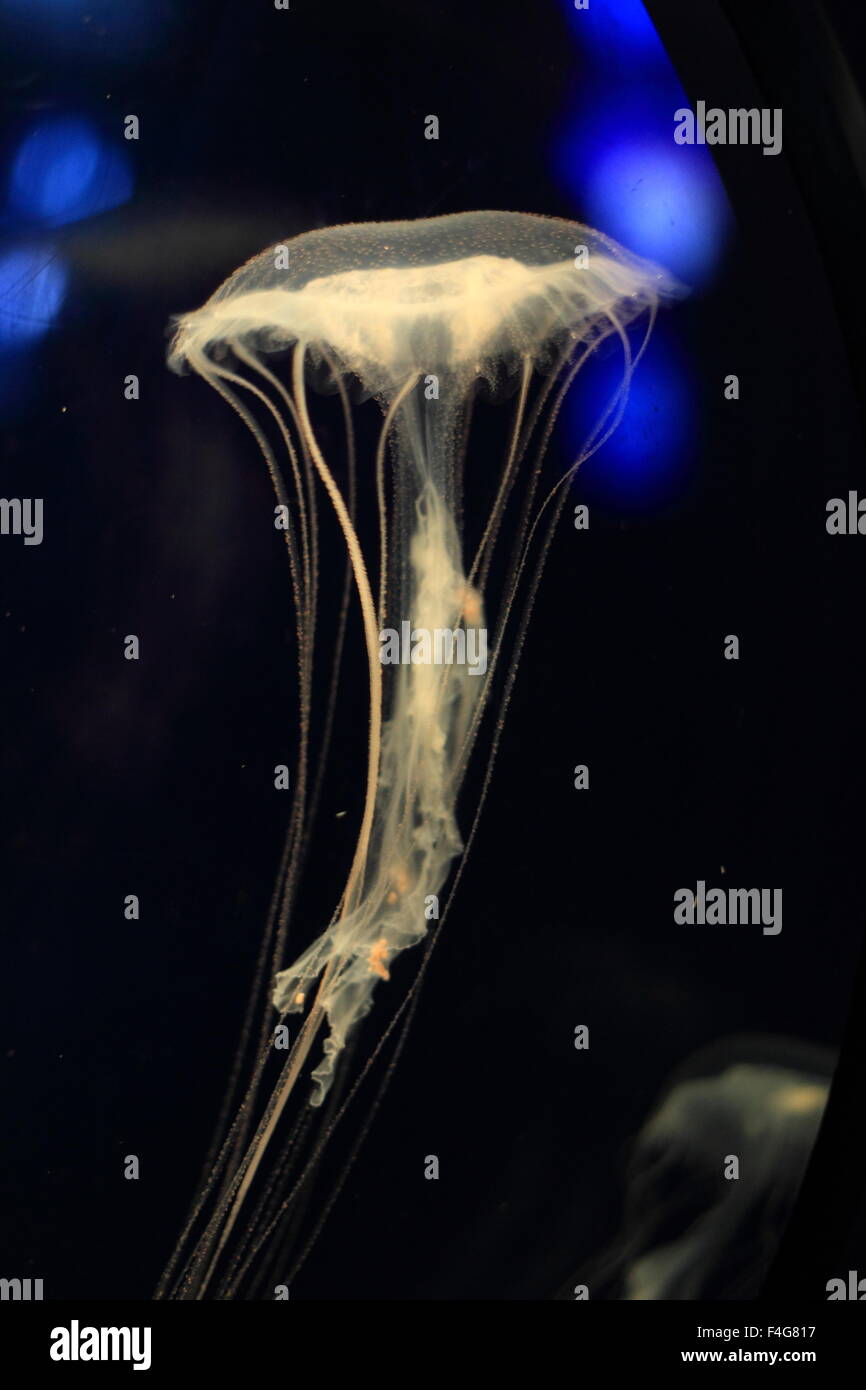 Oceano atlantico ortica medusa (Chrysaora quinquecirrha) nuoto su uno sfondo nero Foto Stock