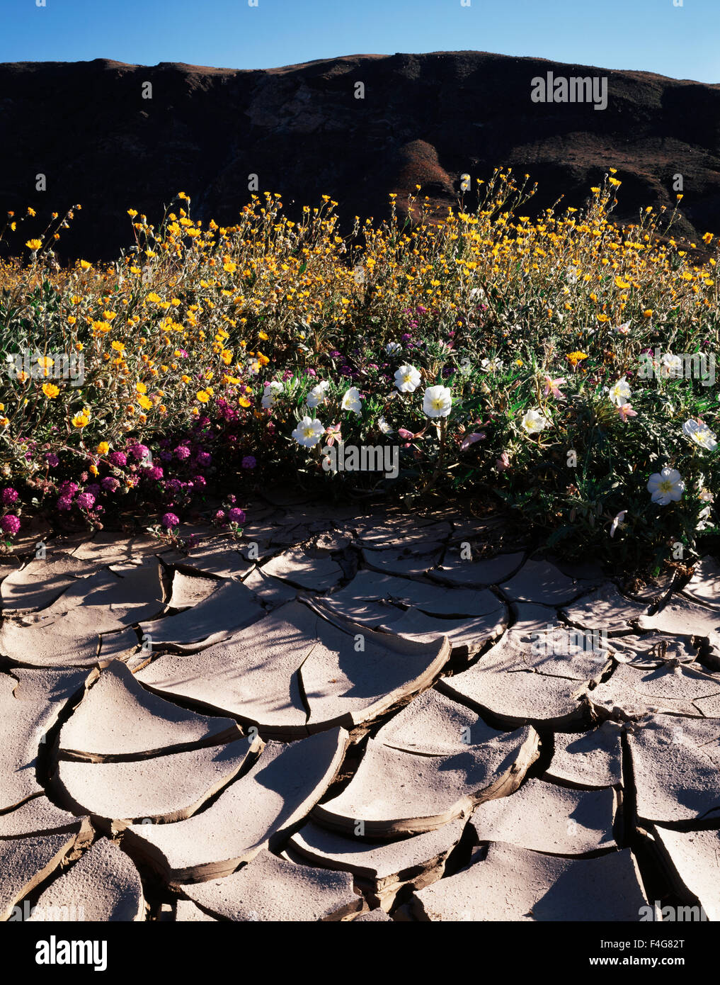 California, Anza Borrego Desert State Park, modelli di fessurazione nel fango e sabbia Verbena fiori selvatici (Abronia villosa) e Duna di Evening Primerose (oenothera deltoides) con girasoli nel deserto (Geraea canescens). (Grandi dimensioni formato disponibile) Foto Stock