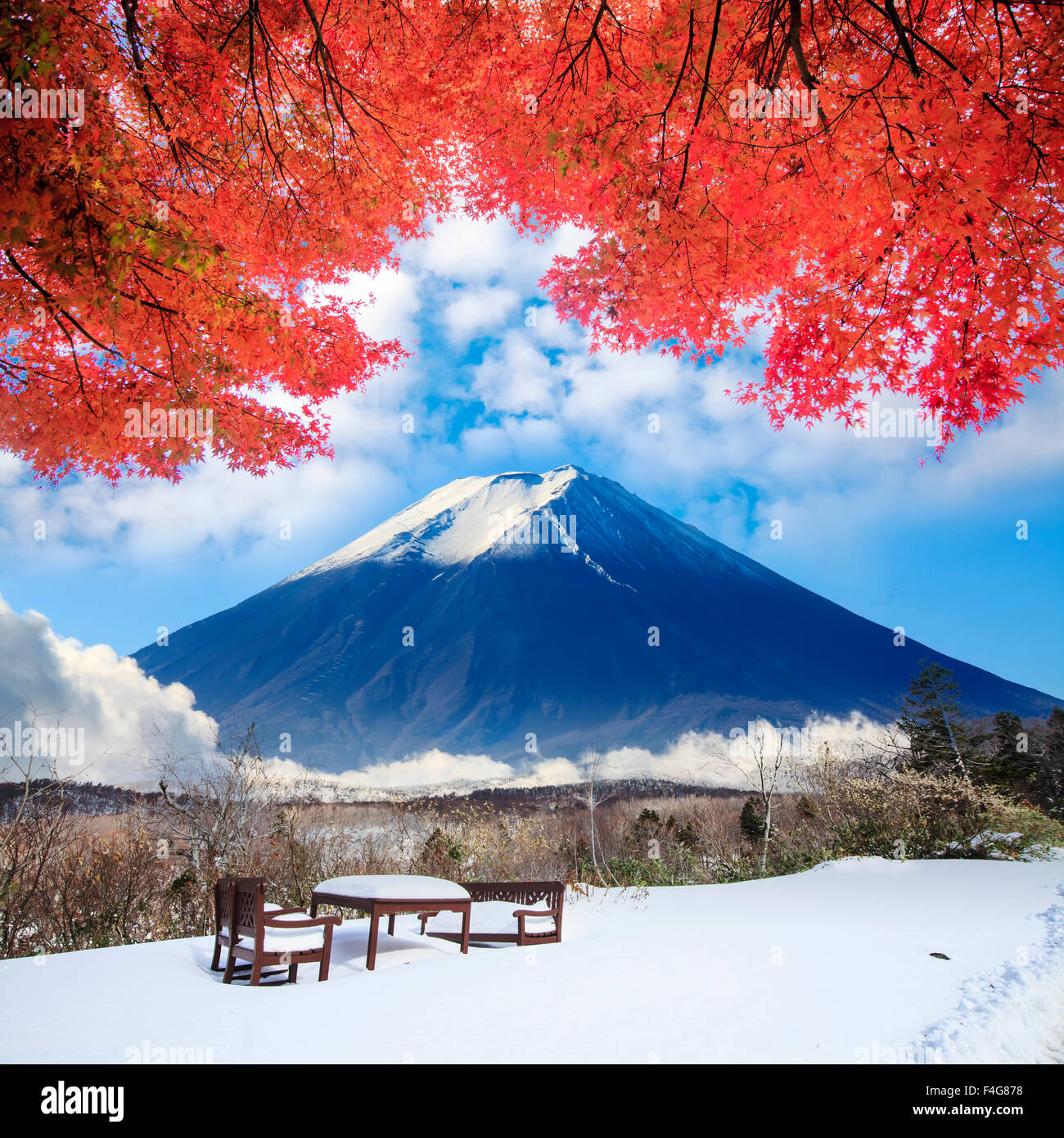 Immagine di acero in autunno per la stagione autunnale Foto Stock