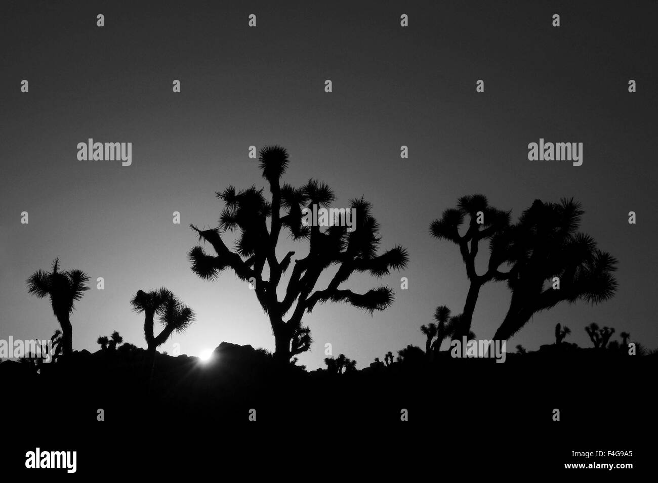 Sunrise, Joshua Tree National Park, California, Stati Uniti d'America. Foto Stock