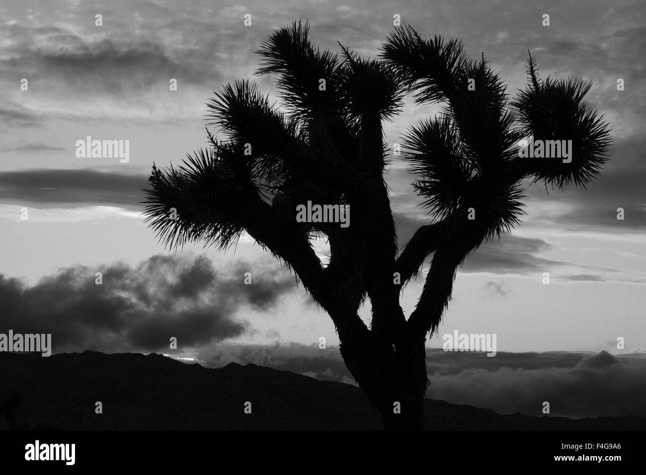 Tramonto, Joshua Tree National Park, California, Stati Uniti d'America. Foto Stock