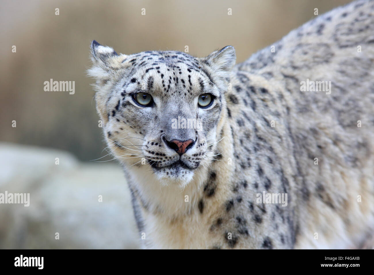 Snow Leopard (Panthera uncia) Foto Stock
