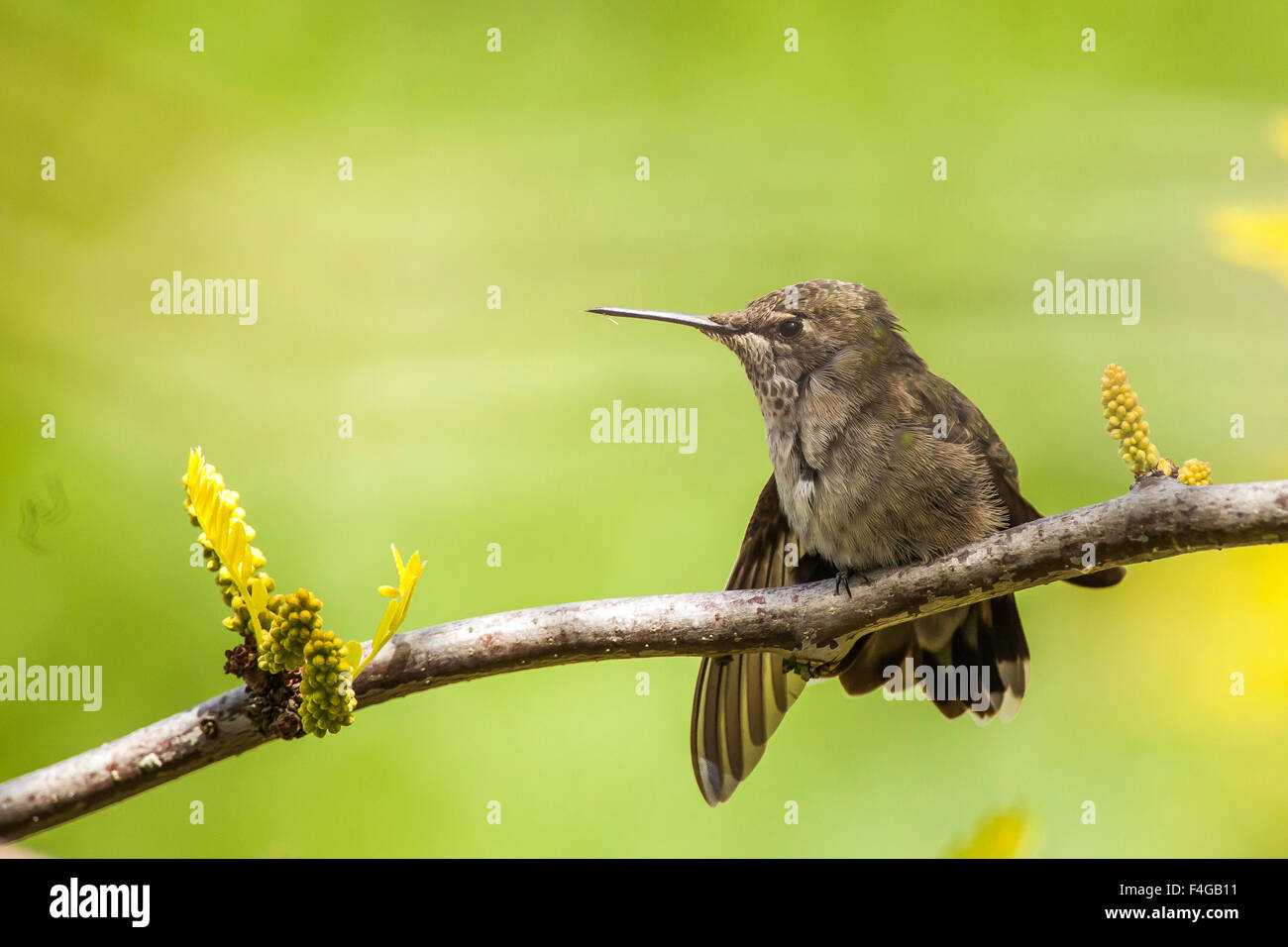 Anna's Hummingbird a riposo. Arroccato su un ramo di un miele robinia. Foto Stock
