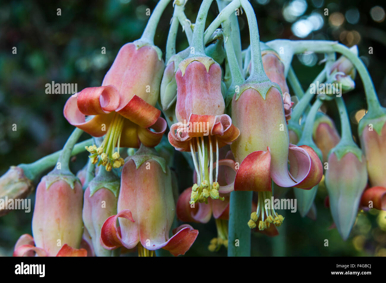 Echeveria succulente fiori. Foto Stock