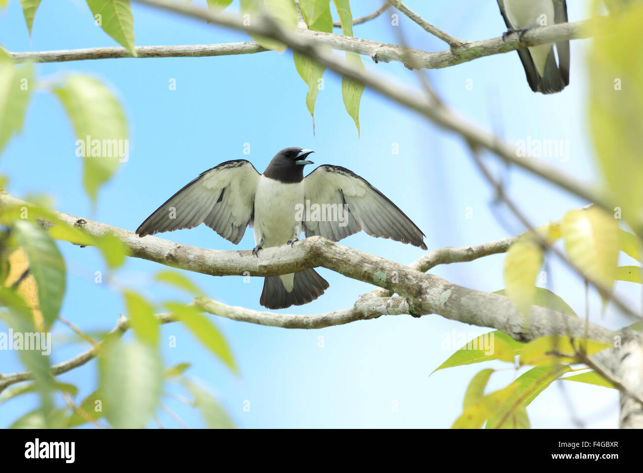 Bianco-breasted Woodswallow (Artamus leucorynchus) in Borneo,Malesia Foto Stock