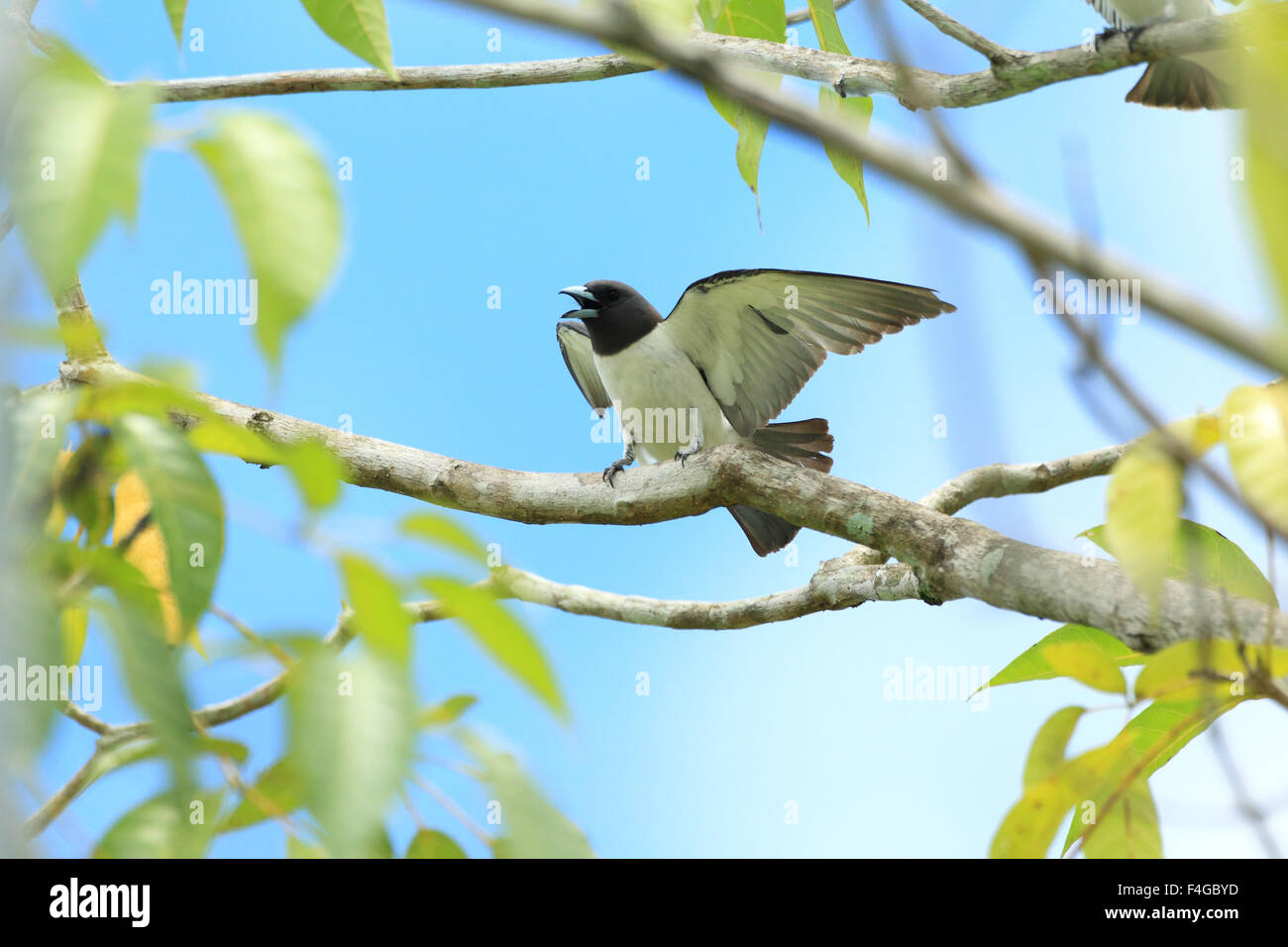 Bianco-breasted Woodswallow (Artamus leucorynchus) in Borneo,Malesia Foto Stock