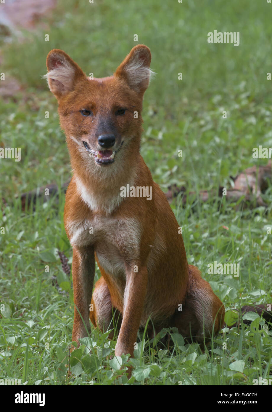 Un ritratto frontale / colpo di un indiano cane selvatico in erba verde. Dhols sono animali sociali, vivono in grandi imballaggi e insieme di suoneria Foto Stock