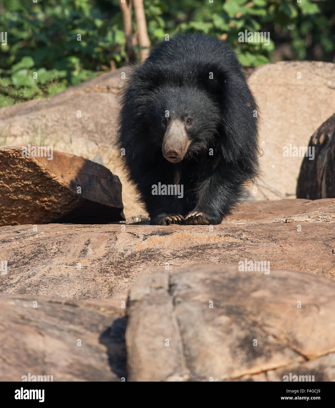 Indian bradipo colpisce una posa al Daroji bear santuario, Karnataka, India Foto Stock