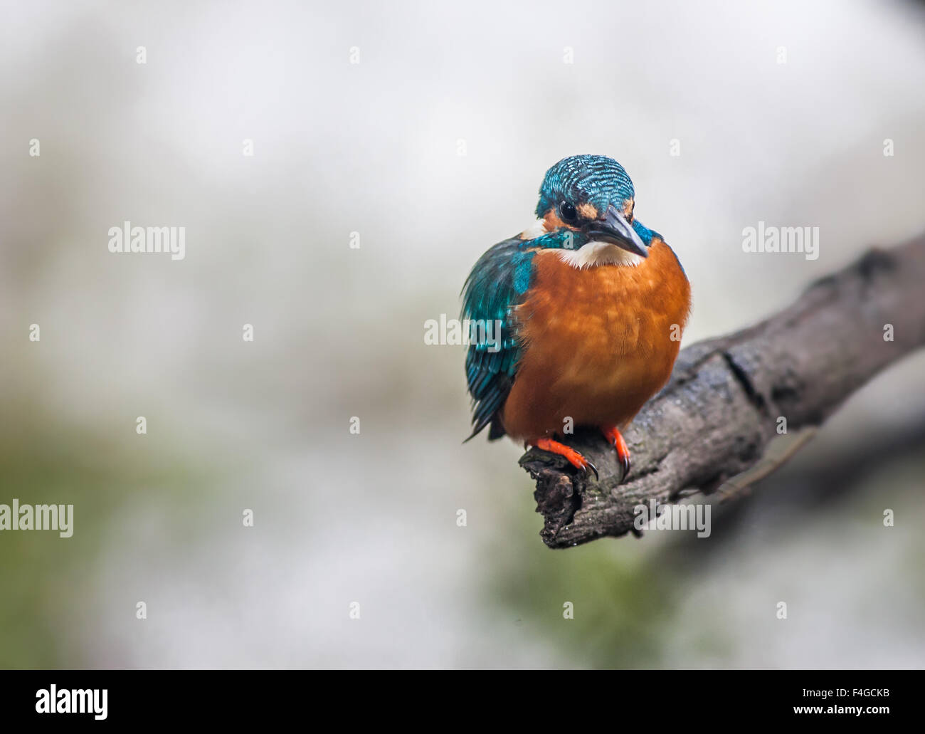 Comune kingfisher blu a.k.a piccolo blu kingfisher a Bharatpur Bird Sanctuary, India Foto Stock