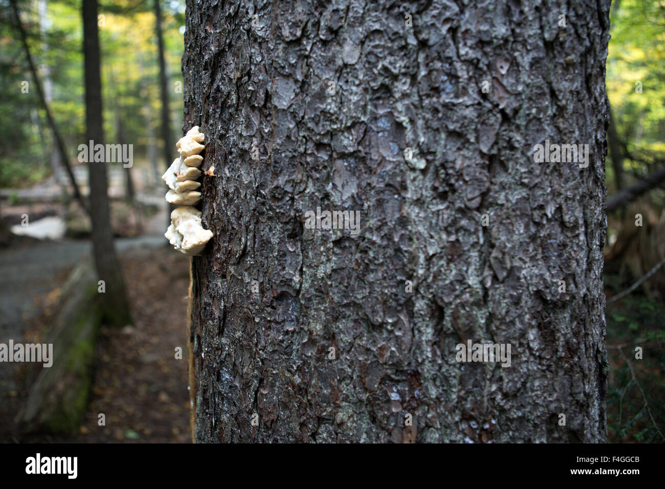 Gli alberi e i funghi in una foresta al tempo di caduta Foto Stock