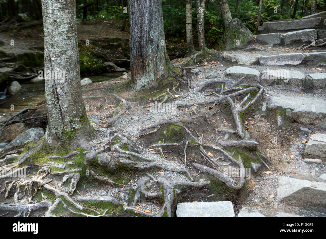Radici di alberi e foglie in una foresta al tempo di caduta Foto Stock