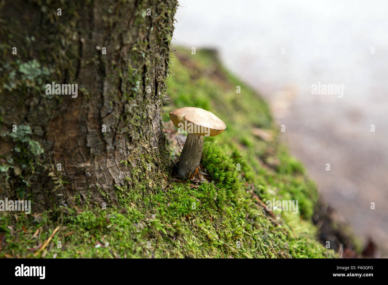 Radici di alberi e i funghi in una foresta al tempo di caduta Foto Stock