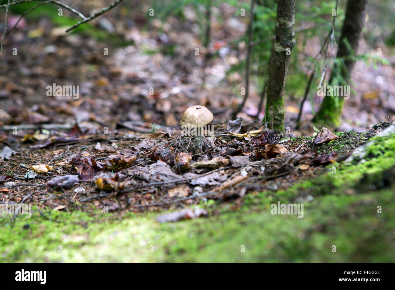 Radici di alberi e i funghi in una foresta al tempo di caduta Foto Stock