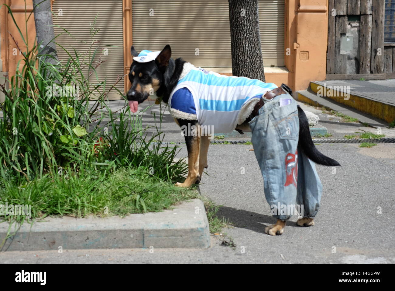 Cane per le strade di Argentina Foto Stock