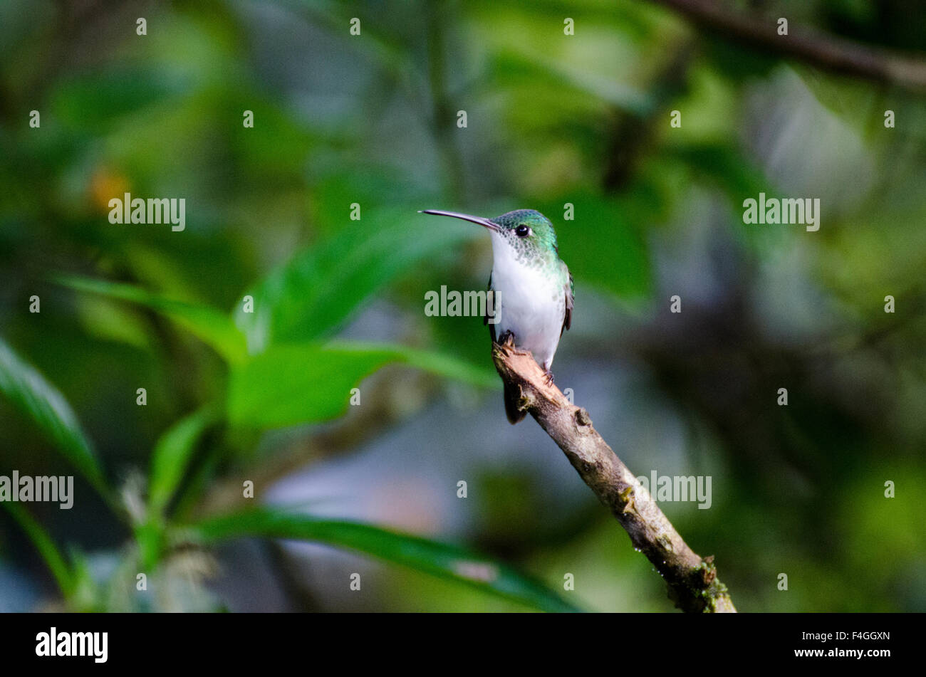 Andina Hummingbird Smeraldo (Agyrtria franciae) appollaiato sulla punta di un ramo Foto Stock