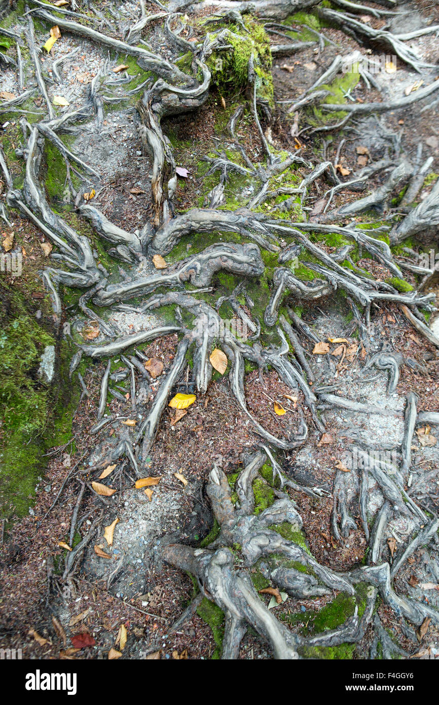 Radici di alberi e foglie in una foresta al tempo di caduta Foto Stock