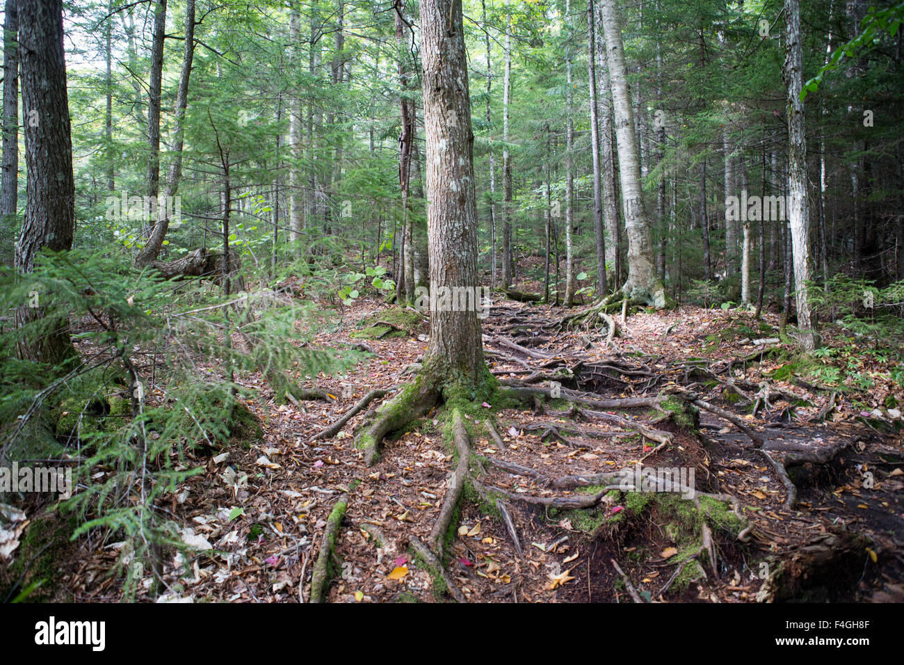 Radici di alberi e foglie in una foresta al tempo di caduta Foto Stock