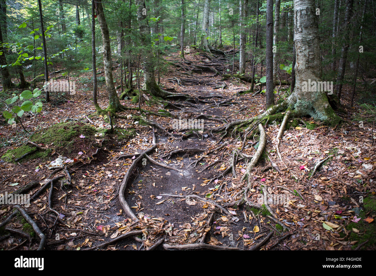 Radici di alberi e foglie in una foresta al tempo di caduta Foto Stock