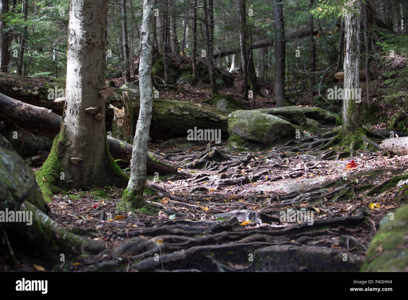 Radici di alberi e foglie in una foresta al tempo di caduta Foto Stock