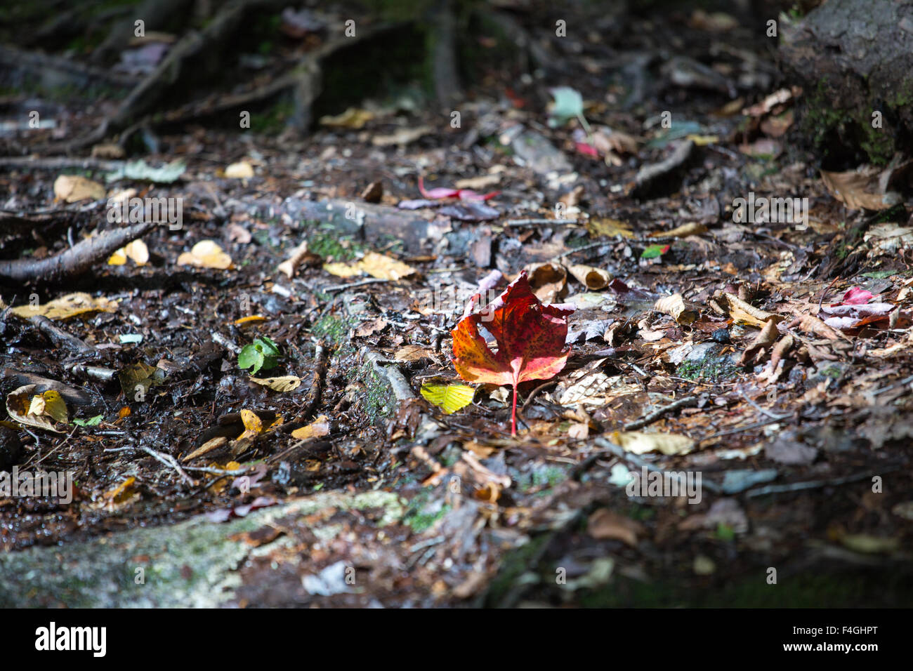 Radici di alberi e foglie in una foresta al tempo di caduta Foto Stock