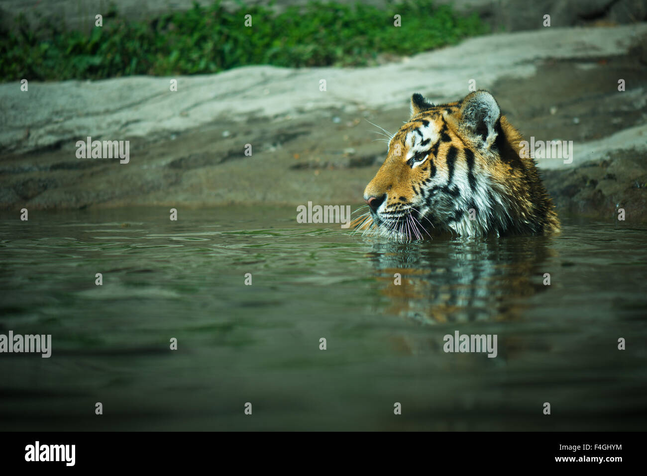 Tigre di nuoto Foto Stock