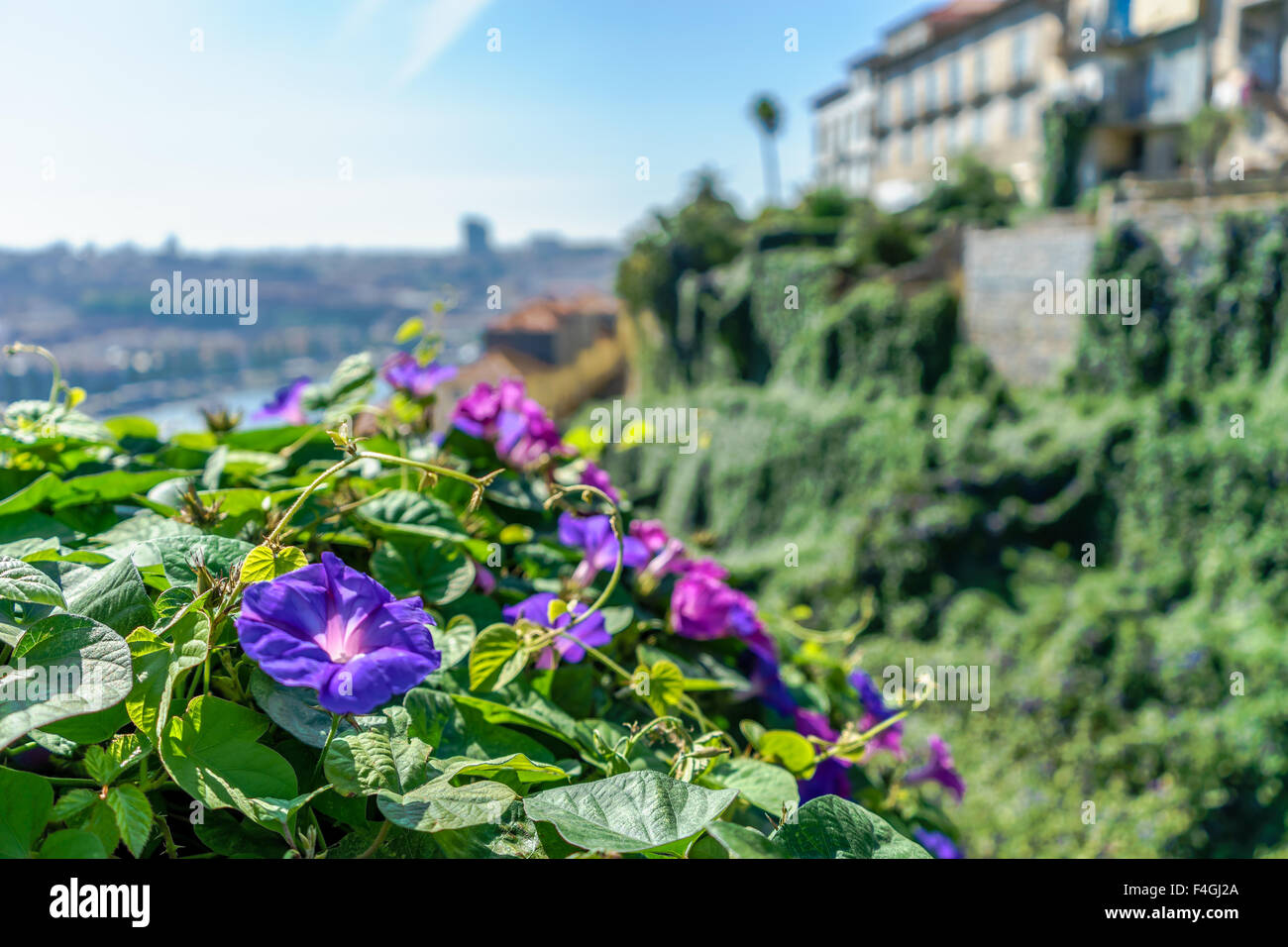Viola gloria di mattina fiori appendere il coperchio e Palazzo Porto. Ottobre, 2015. Porto, Portogallo. Foto Stock