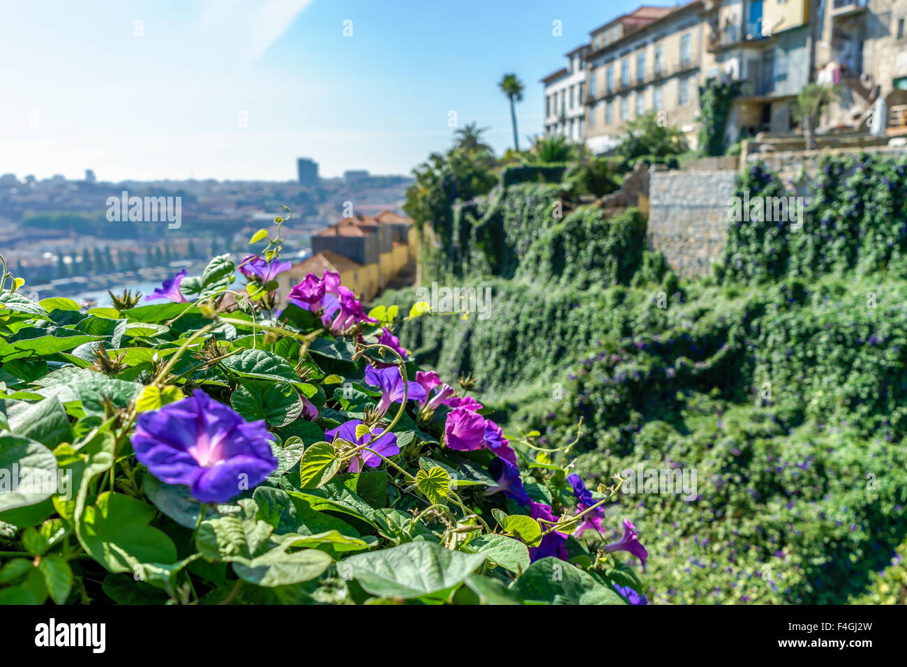 Viola gloria di mattina fiori appendere il coperchio e Porto di edifici. Ottobre, 2015. Porto, Portogallo. Foto Stock