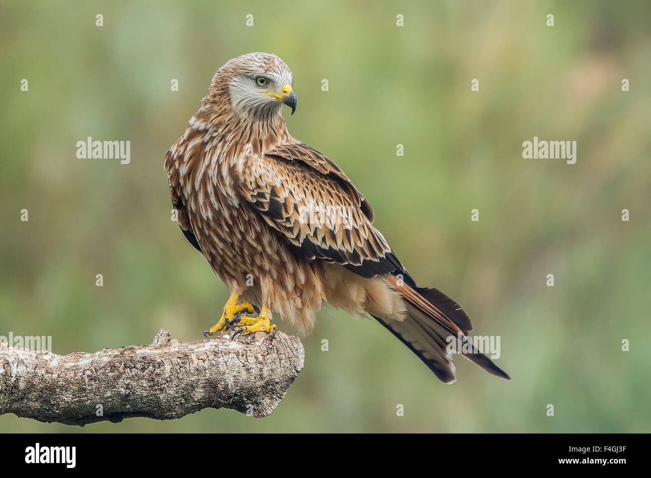 Aquilone rosso, Milvus milvus Foto Stock