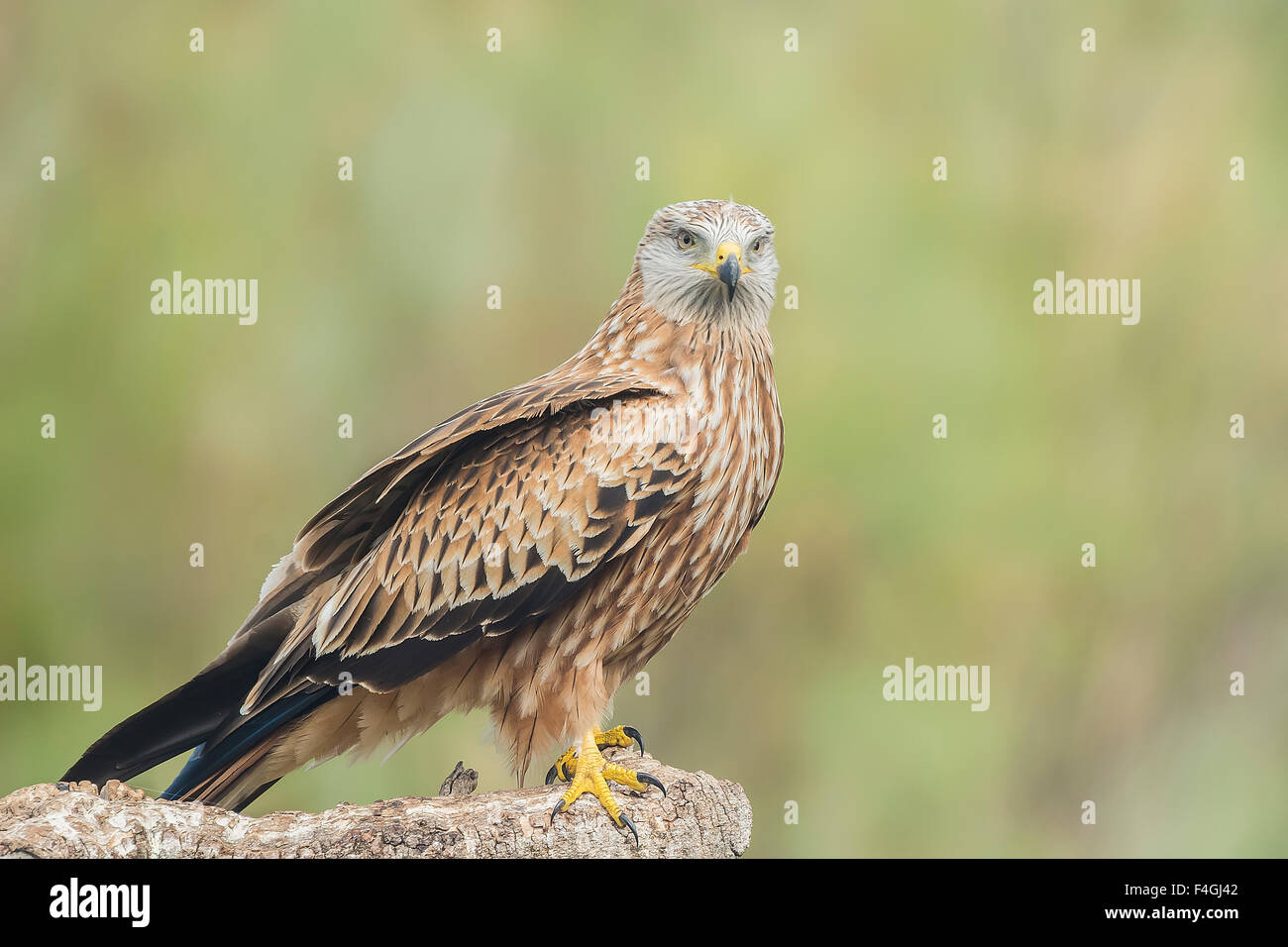 Aquilone rosso, Milvus milvus Foto Stock