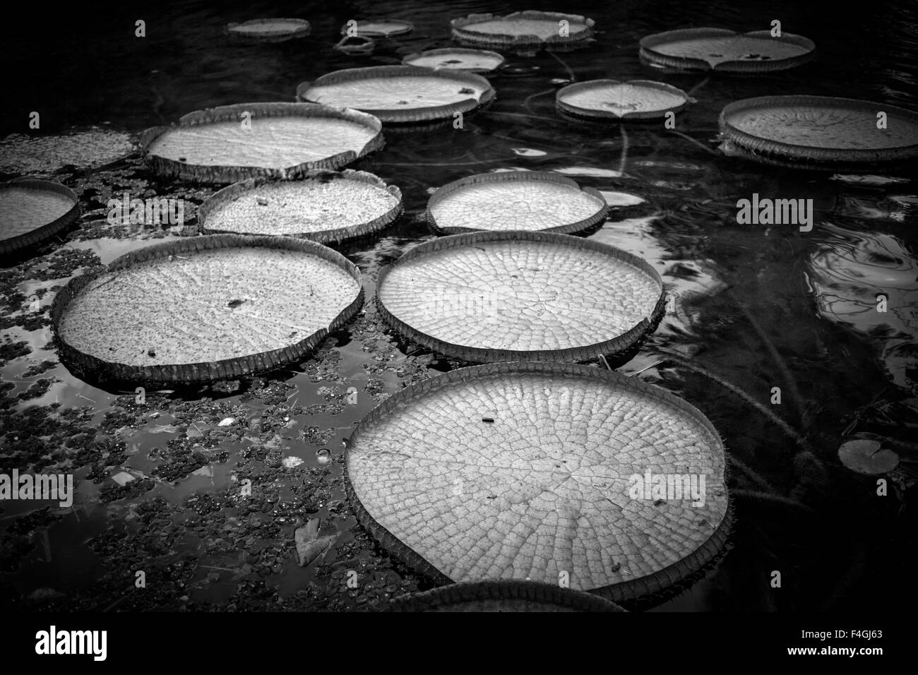 Immagine in bianco e nero di piante di Victoria o gigante Amazon ninfee presso il giardino botanico di Rio de Janeiro in Brasile. Foto Stock