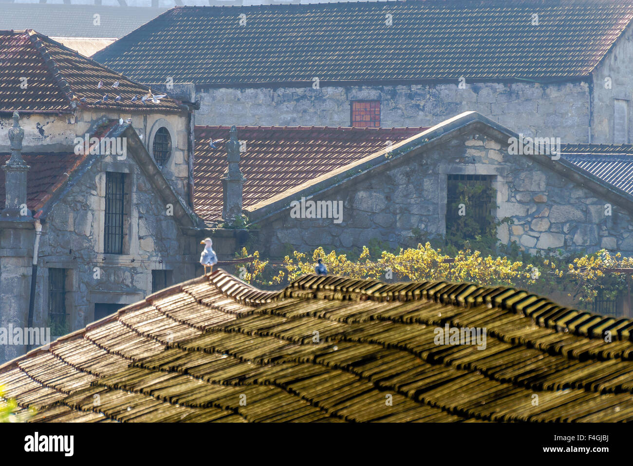 Un gabbiano sorge alla fine di un vecchio porto wine lodge tetto in Gaia. Settembre, 2015. Porto, Portogallo. Foto Stock