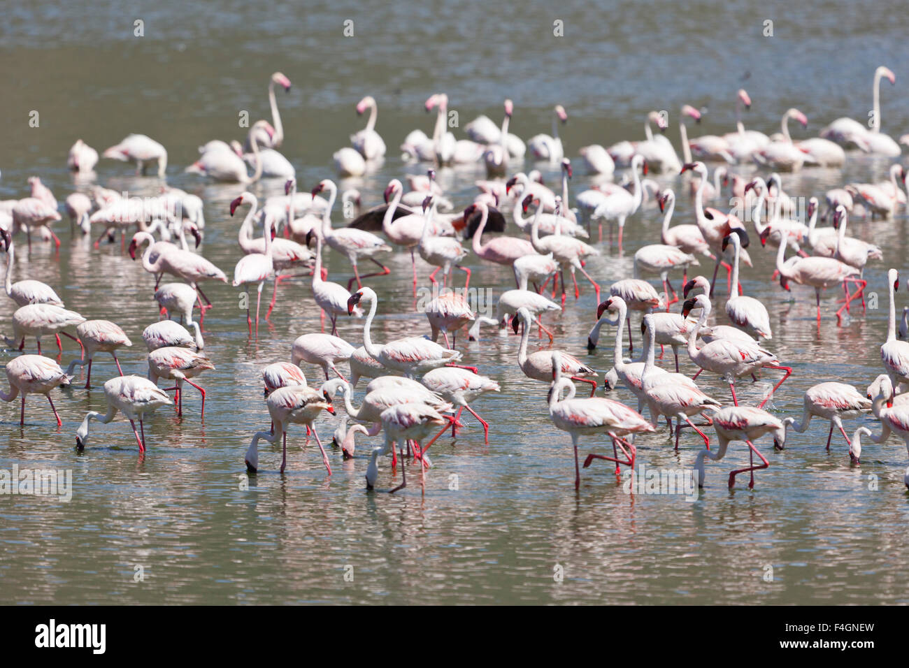 Fenicotteri Rosa al Lago Bogoria in Kenya. Foto Stock