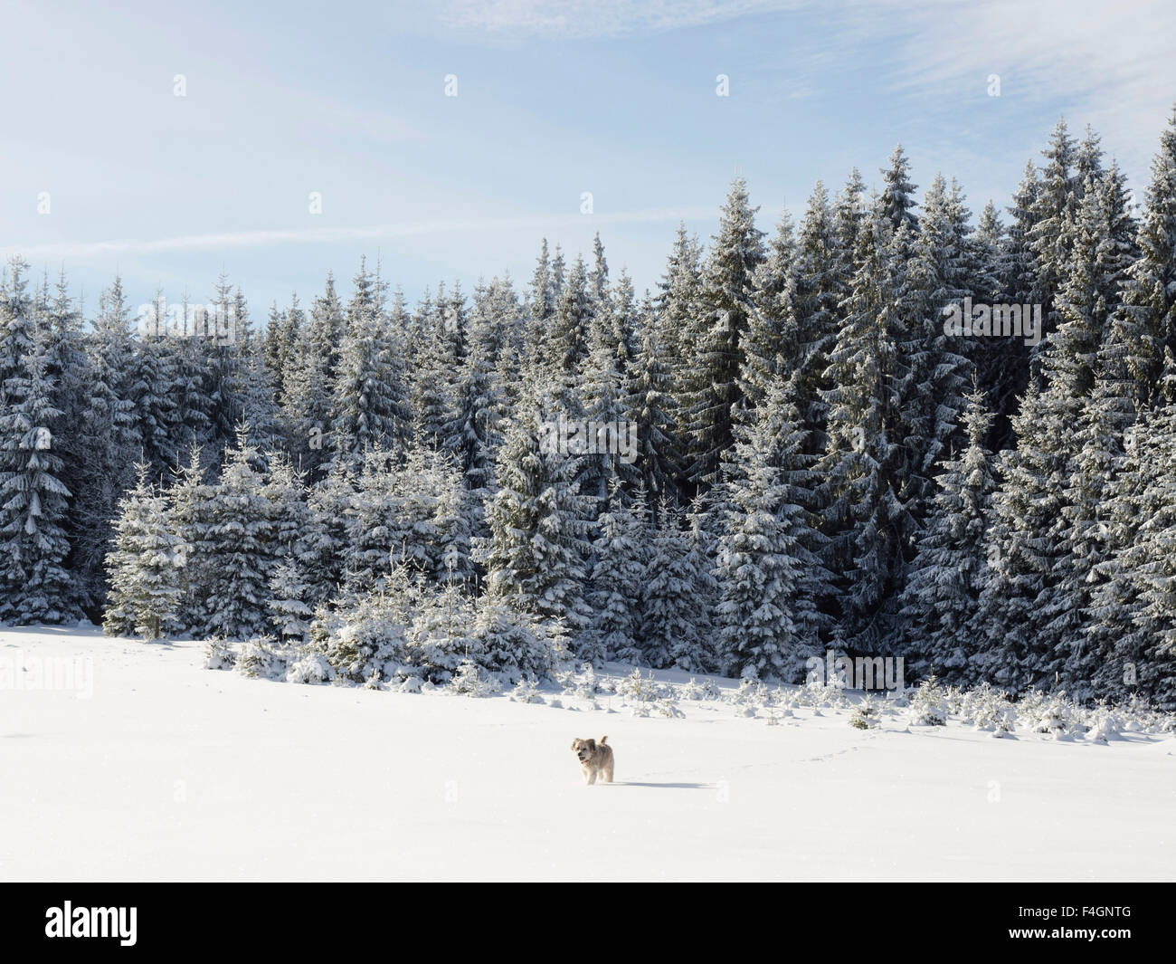 Cane di inverno Foto Stock