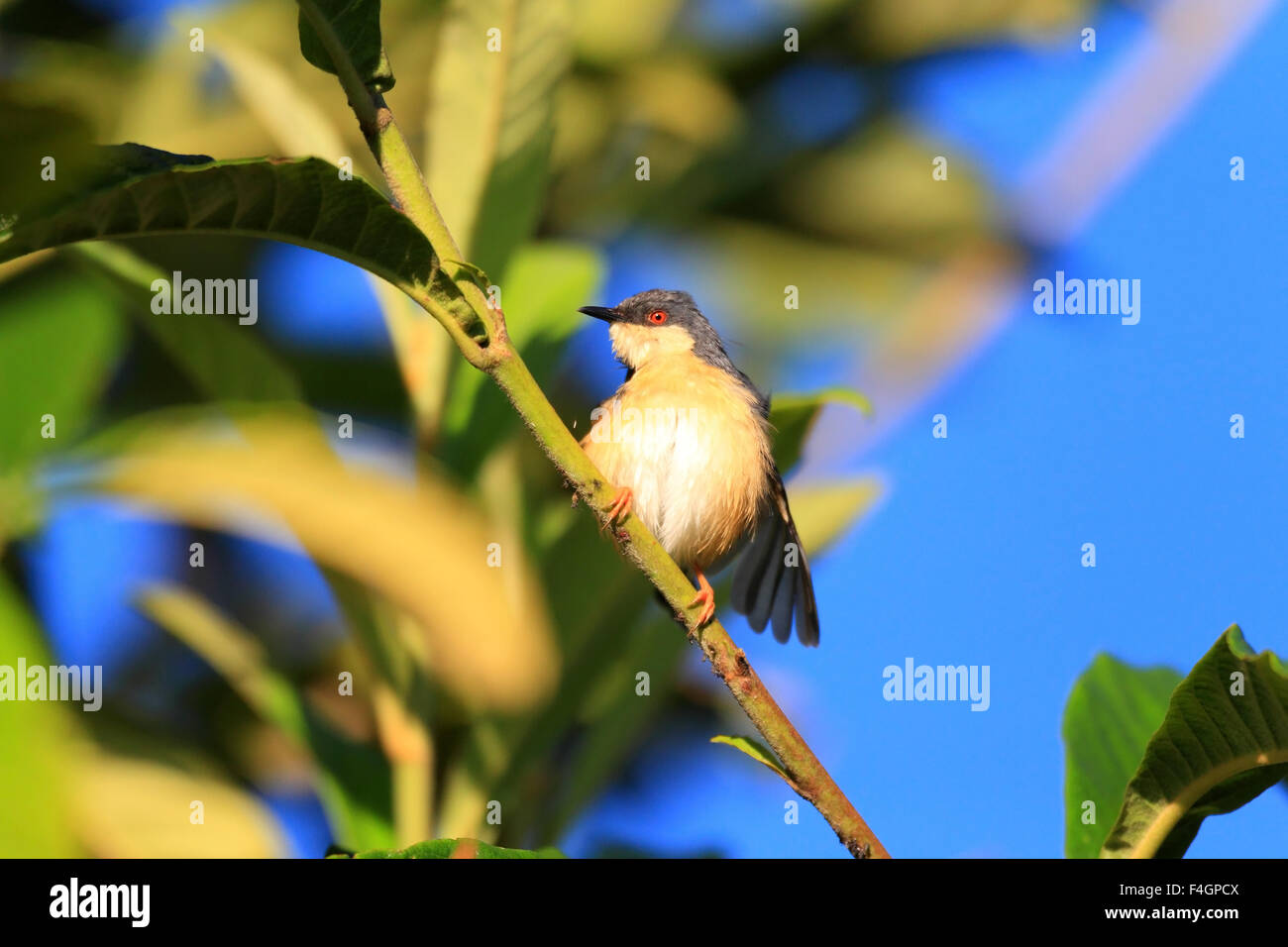 Ashy Prinia o Ashy Wren-Warbler (Prinia socialis) in Sri lanka Foto Stock